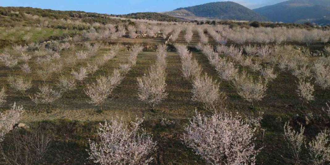 Yıllık üretim 400 tonu buluyor: 4 bin yıldır devam eden hasat 2